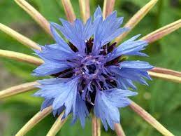 Pin On Cornflower Blue Dream