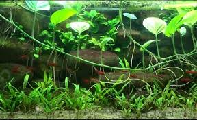 Untuk perawatan pada minggu pertama. 11 Jenis Tanaman Aquascape Terbaik Untuk Akuarium Juraganhobi Com
