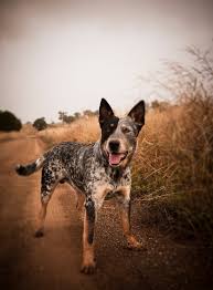 Australian cattle dog breeders in australia and new zealand. Blue Heeler Australian Cattle Dog I Want One And I Wanna Name Him Moonshine Austrailian Cattle Dog Cattle Dog Puppy Australian Cattle Dog Puppy