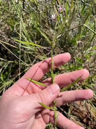 Image result for Cleome monophylla