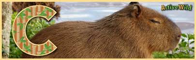 The following list provides common animals that live in the zoo arranged in alphabetical order. A To Z Animals List For Kids With Pictures Facts Animal A Z Information