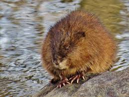 Muskrat Sunbathing Spring Creek Boone County Indiana Animals Wild Animals Animal 2