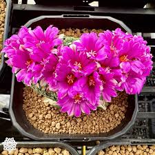 Image result for Dissotis gilgiana