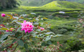 Find 13,484 traveller reviews and 15,091 candid photos for hotels in cameron highlands, malaysia. 20 Best Things To Do In Cameron Highlands Malaysia Dive Into Malaysia