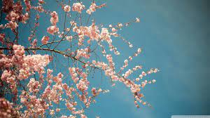 Hd Wallpaper Beautiful Spring 2021 Live Wallpaper Hd Spring Wallpaper Spring Wallpaper Hd Blossom Trees