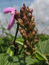 Image result for Canavalia africana