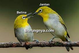 12 Cara Membedakan Pleci Jantan Dan Betina Paling Mudah Burungnya Com