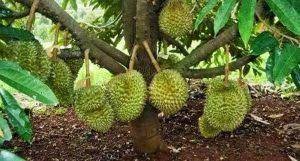 Adapun jarak tanam durian musang king yang efektif adalah minimal 8 x 8 m atau 10 x 10 m. 5 Cara Menanam Durian Musang King Paling Mudah Koranindonesia Id
