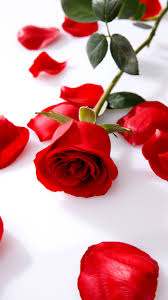 To learn how to paint beautifully, it would not hurt to be able to draw a large number of different types of flowers. 110 Flowers Ideas Beautiful Flowers Beautiful Roses Flower Wallpaper