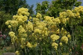 Het blad heeft een blauwe schijn. Thalictrum Flavum Ssp Glaucum Sarastro Stauden