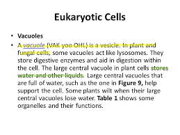 Multicellular eukaryotes tend to have several cell types each specialized to serve some particular function. Eukaryotic Cells What You Will Learn Identify The Different Parts Of A Eukaryotic Cell Explain The Function Of Each Part Of A Eukaryotic Cell Ppt Video Online Download