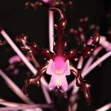 Image result for Quassia undulata