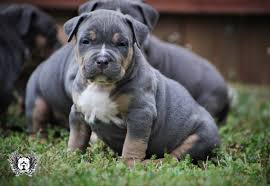 All puppies are cute, however all puppies are not created the same! American Bully Puppies For Sale Decatur Tx 295336