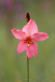 Image result for Corycium dracomontanum