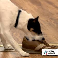 Dog Animals Rage Cookie Shoe Hund Stealing Kindernetz Tbud Tiere Bis Unters Dach Tierebisuntersdach Funnyanimals Schuh Dog Eati Pet Training Animal Rescue Pets