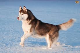 Anak anjing husky 2 bulan ini gede banget. Siberian Husky Dog Breed Facts Highlights Buying Advice Pets4homes Siberian Husky Husky Siberian Husky Training