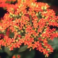 How To Care For A Kalanchoe Blossfeldiana Plant Kalanchoe Blossfeldiana Mint Plants Plants