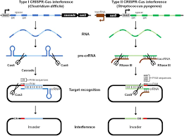 Comparison Of Type I Left And Type Ii Right Crispr Cas Interference Download Scientific Diagram