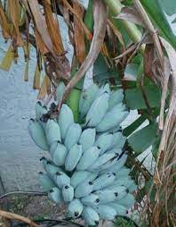 What Banana Is This Blue Java Bananas Org Banana Plants Fruit Plants Plants