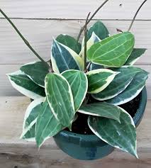 Image result for Carvalhoa macrophylla