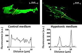So, when cell is placed in this kind of solution then water(h_2o) molecules move from their higher hypertonic solution is the one which contain more concentration of solutes as compared to the thus, cell gives its water to the solution in which it has been placed. Rapid Aquaporin Translocation Regulates Cellular Water Flow Journal Of Biological Chemistry