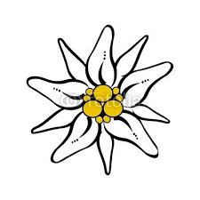 Edelweiss Flower Drawing Free Vector Download Flower Drawing Edelweiss Flower Sister Tattoo Designs Pre school, kindergarten & primary school. edelweiss flower drawing free vector