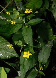Image result for Lysimachia barbata