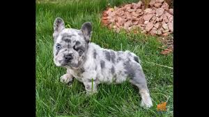 The merle gene is a dominant gene and when one of the parents is a merle, on average half or more of the litter will also be merle. French Bulldog Blue Quad Merle Boy With Blue Eyes Youtube