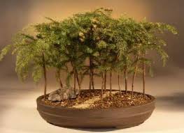 This is probably the best araucaria for much of the southeast. Araucaria Araucaria Heterophylla Araucaria Excelsa Bonsai