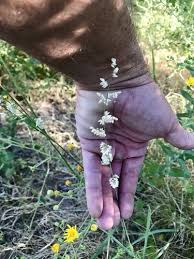 Image result for Eragrostis echinochloidea