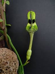 Image result for Ceropegia nilotica