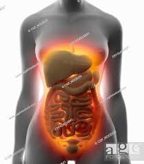 Anatomical regions of the abdomen | anatomy slices. Abdominal Anatomy Female Female Abdominal Anatomy Artwork Stock Image C009 6568 Science Photo Library This Article Looks At Female Body Parts And Their Functions And It Provides An Interactive Diagram Rosaliah Molten