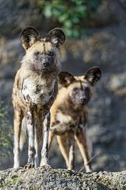 Maybe you would like to learn more about one of these? Two Wild Dogs Wild Dogs Happy Dogs African Wild Dog
