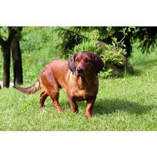 Image result for alpský brakýř jezevčíkovitý