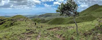 Image result for Ateleia herbert-smithii