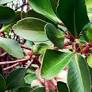 Canelo: el árbol medicinal de los pueblos originarios fueguinos
