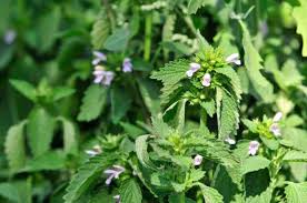 Is Lemon Balm A Perennial or Annual? - AZ Animals
