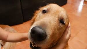 Seriusan, mulai sekarang gw ngomong anjing karena secara hukum masih legal. Cara Memijat Anjing 13 Langkah Dengan Gambar Wikihow