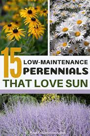 Full Sun Perennials 17 Low Maintenance Plants That Thrive In Sun Gardening From House To Home Full Sun Perennials Perennials Low Maintenance Low Maintenance Plants