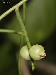 Image result for Cassytha filiformis