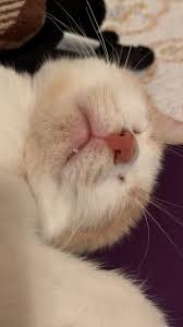 Kitten S Little Tooth Video Komik Hayvanlar Kediler Ve Yavrulari Sevimli Kedi Yavrulari