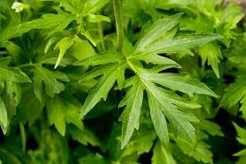 Image result for Apium graveolens