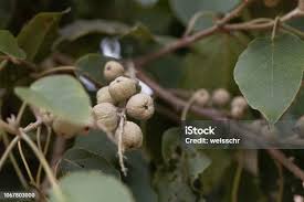 Image result for Croton macrostachyus
