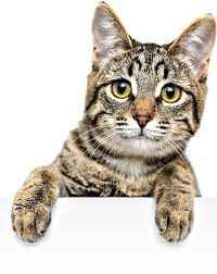 Even more recently cat care society has started giving cats with felv a second chance at a happy life. The Cat Care Clinic Veterinary Services Orange Ca Cat Hospital Health Veterinarian
