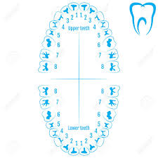Orthodontist Human Tooth Anatomy Vector With Numbering Of Teeth