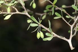 Image result for Terminalia boivinii