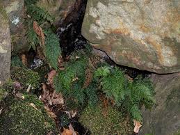 Image result for Vandenboschia gigantea