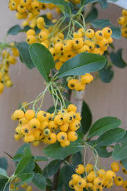 Image result for Pyracantha coccinea golden charmer