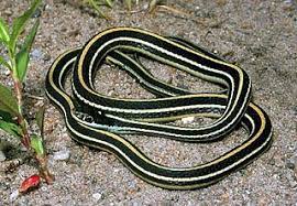 Western Ribbon Snake Thamnophis Proximus Snake Reptiles Amphibians
