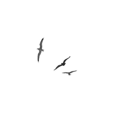 Black And White Photography Flying Birds Photo On White Background 24 Liked On Polyvore Featuring Home Flying Photography Black Wall Art Grey Wall Art